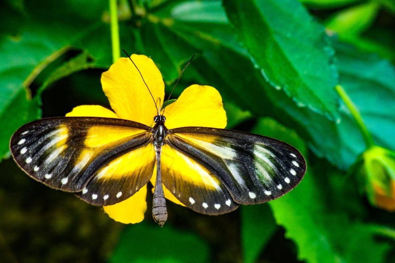 Rumi Wilco Ecolodge & Nature Reserve-Cabanas & Camping Vilcabamba Exteriér fotografie